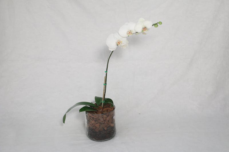 Orchid Pot