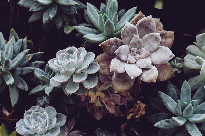 Succulent Set