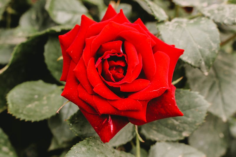 Single Red Rose